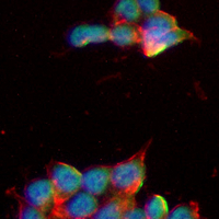 3 - Recombinant Anti-TEL Rabbit mAb AP95287