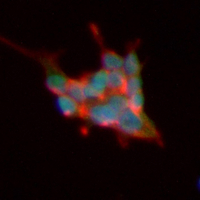 3 - Recombinant Anti-RING3 Rabbit mAb AP95288