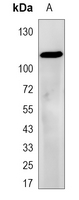 1 - Recombinant Anti-RING3 Rabbit mAb AP95288
