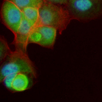 3 - Recombinant Anti-BAF Rabbit mAb AP95289
