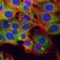 3 - Recombinant Anti-M6PR Rabbit mAb AP95290
