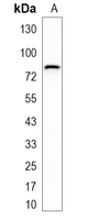 1 - Recombinant Anti-IFNGR1 Rabbit mAb AP95291