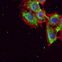 3 - Recombinant Anti-STX3 Rabbit mAb AP95297