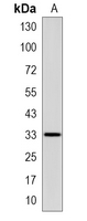 1 - Recombinant Anti-STX3 Rabbit mAb AP95297