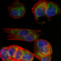 3 - Recombinant Anti-RAP1GAP Rabbit mAb AP95307