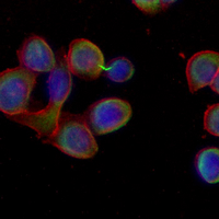 3 - Recombinant Anti-CD53 Rabbit mAb AP95311