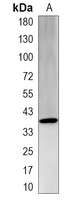 1 - Recombinant Anti-MYOG Rabbit mAb AP95312