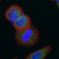 3 - Recombinant Anti-GCTM-2 Rabbit mAb AP95313