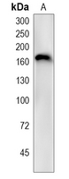 1 - Recombinant Anti-GCTM-2 Rabbit mAb AP95313