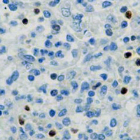 19 - Recombinant Anti-T-bet Rabbit mAb AP95314