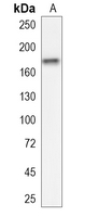 1 - Recombinant Anti-CLASP1 Rabbit mAb AP95316
