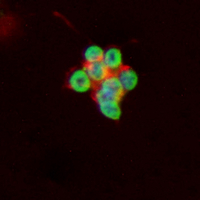 3 - Recombinant Anti-Histone H3 (MonoMethyl-K14) Rabbit mAb AP95317