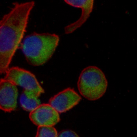 3 - Recombinant Anti-Trefoil Factor 3 Rabbit mAb AP95319