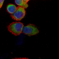 3 - Recombinant Anti-Synoviolin Rabbit mAb AP95320