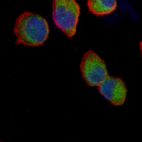 3 - Recombinant Anti-MARK3 Rabbit mAb AP95322