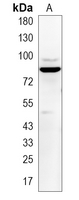 1 - Recombinant Anti-MARK3 Rabbit mAb AP95322