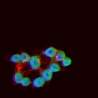 3 - Recombinant Anti-SRSF3 Rabbit mAb AP95323