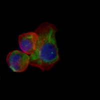 3 - Recombinant Anti-NDUFAF1 Rabbit mAb AP95325
