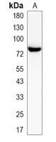 1 - Recombinant Anti-GTPBP4 Rabbit mAb AP95326