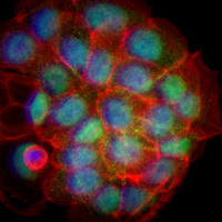 3 - Recombinant Anti-COPS3 Rabbit mAb AP95327
