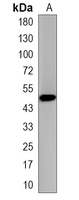 1 - Recombinant Anti-COPS3 Rabbit mAb AP95327