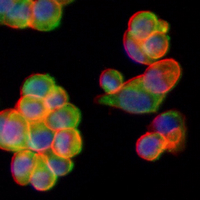 3 - Recombinant Anti-Calpain Rabbit mAb AP95328