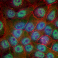 3 - Recombinant Anti-HSF2 Rabbit mAb AP95329
