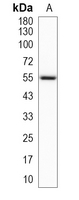 1 - Recombinant Anti-NRG3 Rabbit mAb AP95332