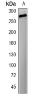 1 - Recombinant Anti-Desmoplakin Rabbit mAb AP95334