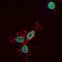 3 - Recombinant Anti-BCL2L12 Rabbit mAb AP95336