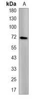 1 - Recombinant Anti-LTA4H Rabbit mAb AP95337