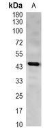 1 - Recombinant Anti-TFDP1 Rabbit mAb AP95338