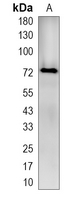 1 - Recombinant Anti-SLC22A3 Rabbit mAb AP95342
