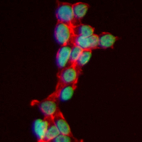 3 - Recombinant Anti-EEF1G Rabbit mAb AP95343