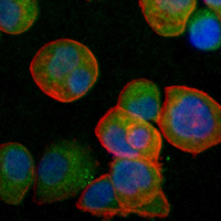 3 - Recombinant Anti-ECM1 Rabbit mAb AP95344