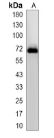 1 - Recombinant Anti-ECM1 Rabbit mAb AP95344