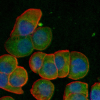3 - Recombinant Anti-Beta-glucuronidase Rabbit mAb AP95345