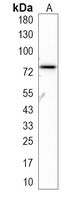 1 - Recombinant Anti-Beta-glucuronidase Rabbit mAb AP95345