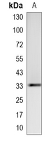 1 - Recombinant Anti-Syntaxin 1A Rabbit mAb AP95346