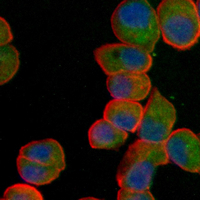3 - Recombinant Anti-Kinesin 2 Rabbit mAb AP95347