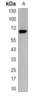 1 - Recombinant Anti-Kinesin 2 Rabbit mAb AP95347