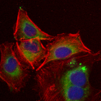 3 - Recombinant Anti-DPD Rabbit mAb AP95350