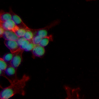 3 - Recombinant Anti-NFYA Rabbit mAb AP95351