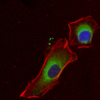3 - Recombinant Anti-PEX19 Rabbit mAb AP95352