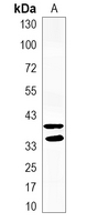 1 - Recombinant Anti-PEX19 Rabbit mAb AP95352