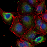 3 - Recombinant Anti-VPS28 Rabbit mAb AP95355