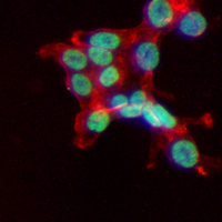 3 - Recombinant Anti-GATAD2A Rabbit mAb AP95358