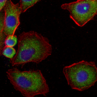 3 - Recombinant Anti-BCLG Rabbit mAb AP95359