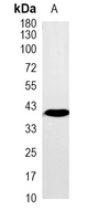 1 - Recombinant Anti-BCLG Rabbit mAb AP95359
