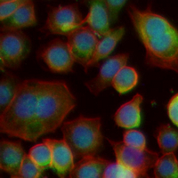 3 - Recombinant Anti-THEMIS Rabbit mAb AP95360